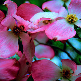 Rain Drops by Joseph Desiderio