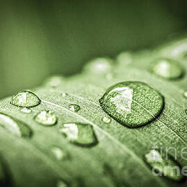 Rain drops on green leaf by Elena Elisseeva