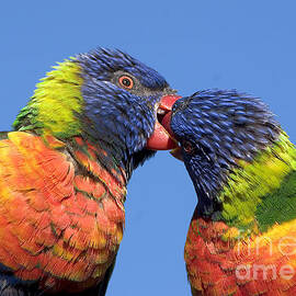 rainbow lorikeets, Canberra, Australia  by Steven Ralser