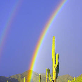Rainbows And Saguaros  by Douglas Taylor