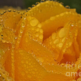 Raindrops on yellow rose