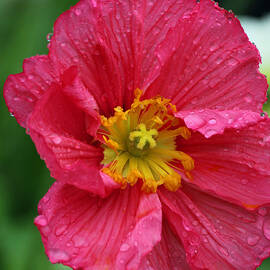 Rainy Day Series - Red Poppy by Suzanne Gaff