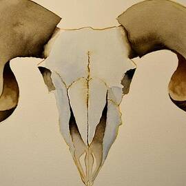 Ram Skull by Sean Begaye
