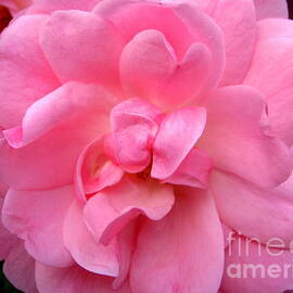 Rare Pink Rose