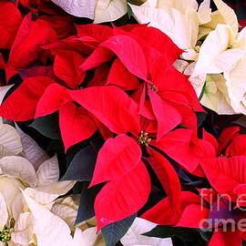 Red and White Poinsettias by Dora Sofia Caputo