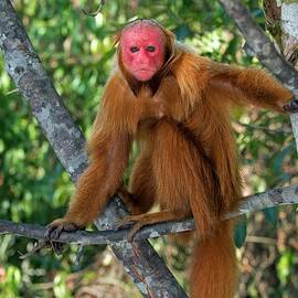 Red Bald Uakari In A Tree by Science Photo Library