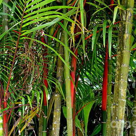 Red Bamboo by Mary Deal