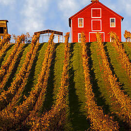 Red Barn In Autumn Vineyards