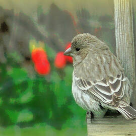 Red Behind Little Beak