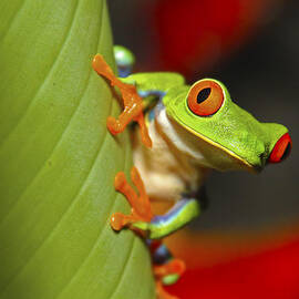 Red Eyed Leaf Frog by Bob Hislop