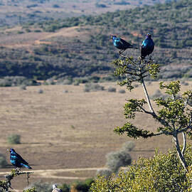 Red eyed starlings and the Plains by Chris Whittle
