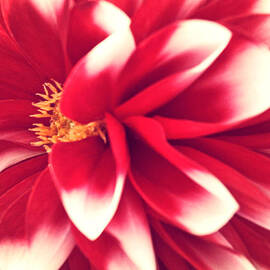 Red Flower