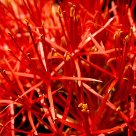Red Flower Explosion