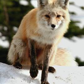 Red fox at Mount Rainier