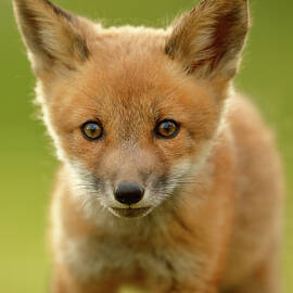 Red Fox Cub by Assaf Gavra