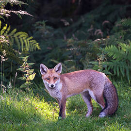 Red Fox Cub At The Edge Of A Forest by James Warwick
