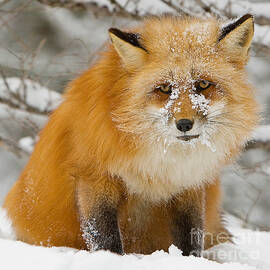 Red Fox in Snow