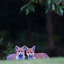 Red Foxes At Edge Of Forest At Twilight by James Warwick