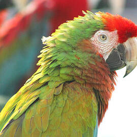 Red-Green Parrot