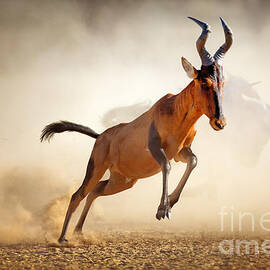 Red hartebeest running in dust by Johan Swanepoel