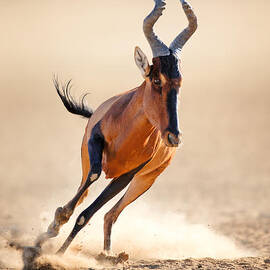 Red hartebeest running by Johan Swanepoel
