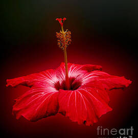 Red Hibiscus Tropical Flower Wall Art by Carol F Austin