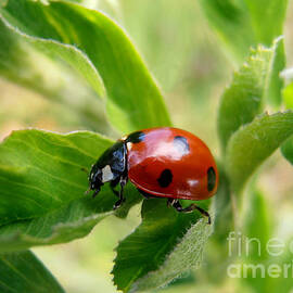 Red ladybug by Snezana Petrovic