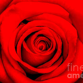 Red Rose 1 by Az Jackson