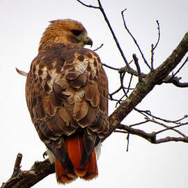 Red Tail Hawk in Winter by Dianne Cowen Photography