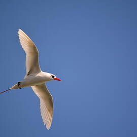 Red-tailed Tropicbird in Kauai by P S