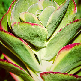 Red Tipped Cactus by Carolyn Marshall