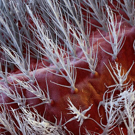 Red Velvet Mite, Trombidium by Eye of Science