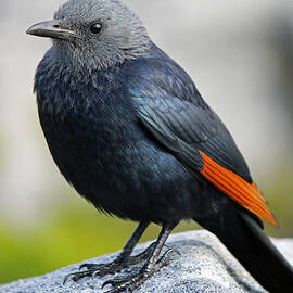 Red-Winged Starling by Chris Whittle