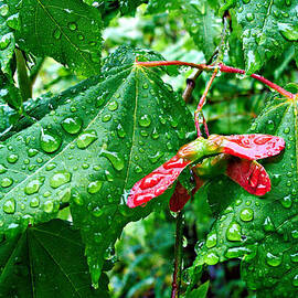 Red Winged Vine Maple Seeds by Mary Jo Allen