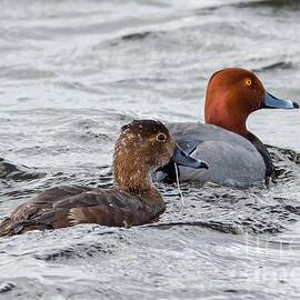 RedHead Ducks in Horicon Marsh by Natural Focal Point Photography