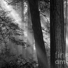 Redwood Light by Bob Christopher