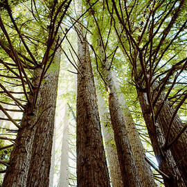 Redwoods by Nicole Swanger