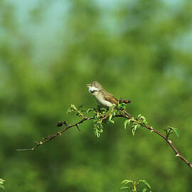 Reed Warbler by Science Photo Library