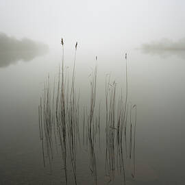 Reeds In The Mist by David Ahern