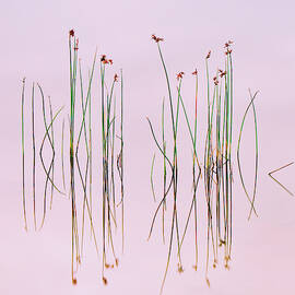 Reflection Of Serenity by Yan Zhang