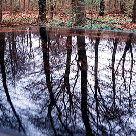 Reflection of trees in a forest in car roof by Matthias Hauser
