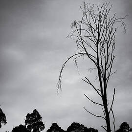 Remarkable bare tree and sky with dark clouds by Matthias Hauser