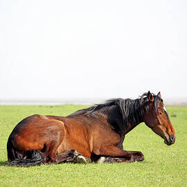 Resting Horse by Marcel Ter Bekke
