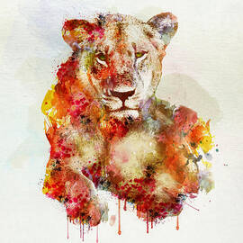 Resting Lioness in watercolor by Marian Voicu