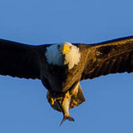 Returning from the Kill Panoramic by Jeff at JSJ Photography