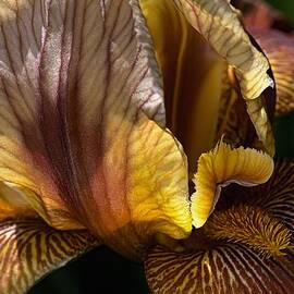 Rich Iris by Joy Watson