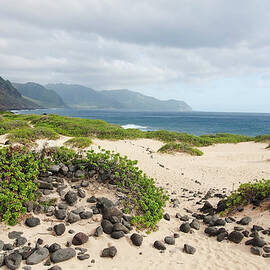 Rocks And Greenery In The Sand Leading by Brandon Tabiolo / Design Pics