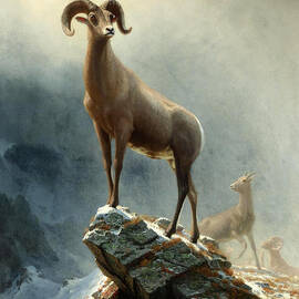 Rocky Mountain. Big Horn Sheep by Albert Bierstadt