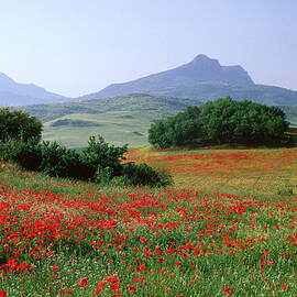 Rolling Hills With Poppies Near Olvera by David C Tomlinson