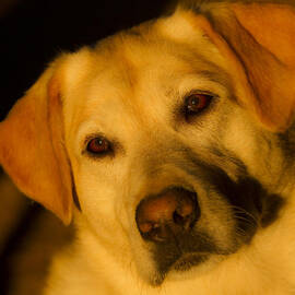 Romantic Pasha by Jean Noren